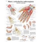 Lámina 3B Mano y Articulación Radiocarpiana